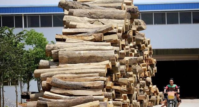 这是好事:中国已成世界最大的木材与木制品加工国贸易国和消费国